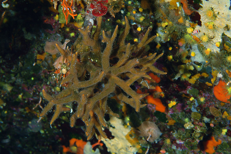 Turbicellepora avicularis